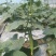 黄瓜青菜生菜鸡毛菜白菜芹菜地头价无中间商赚差价