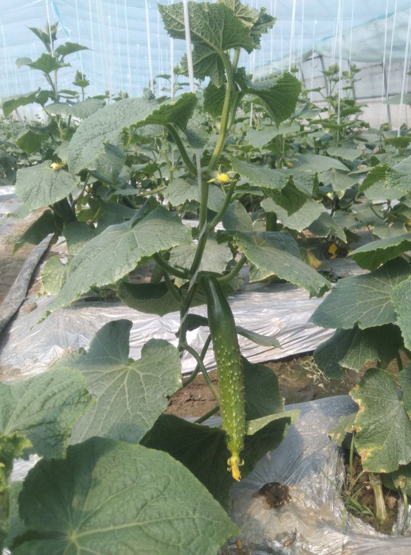 黄瓜青菜生菜鸡毛菜白菜芹菜地头价无中间商赚差价