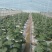 黄瓜青菜生菜鸡毛菜白菜芹菜地头价无中间商赚差价