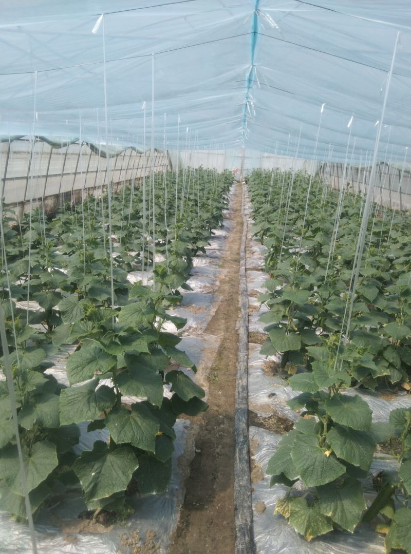 黄瓜青菜生菜鸡毛菜白菜芹菜地头价无中间商赚差价