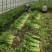 黄瓜青菜生菜鸡毛菜白菜芹菜地头价无中间商赚差价