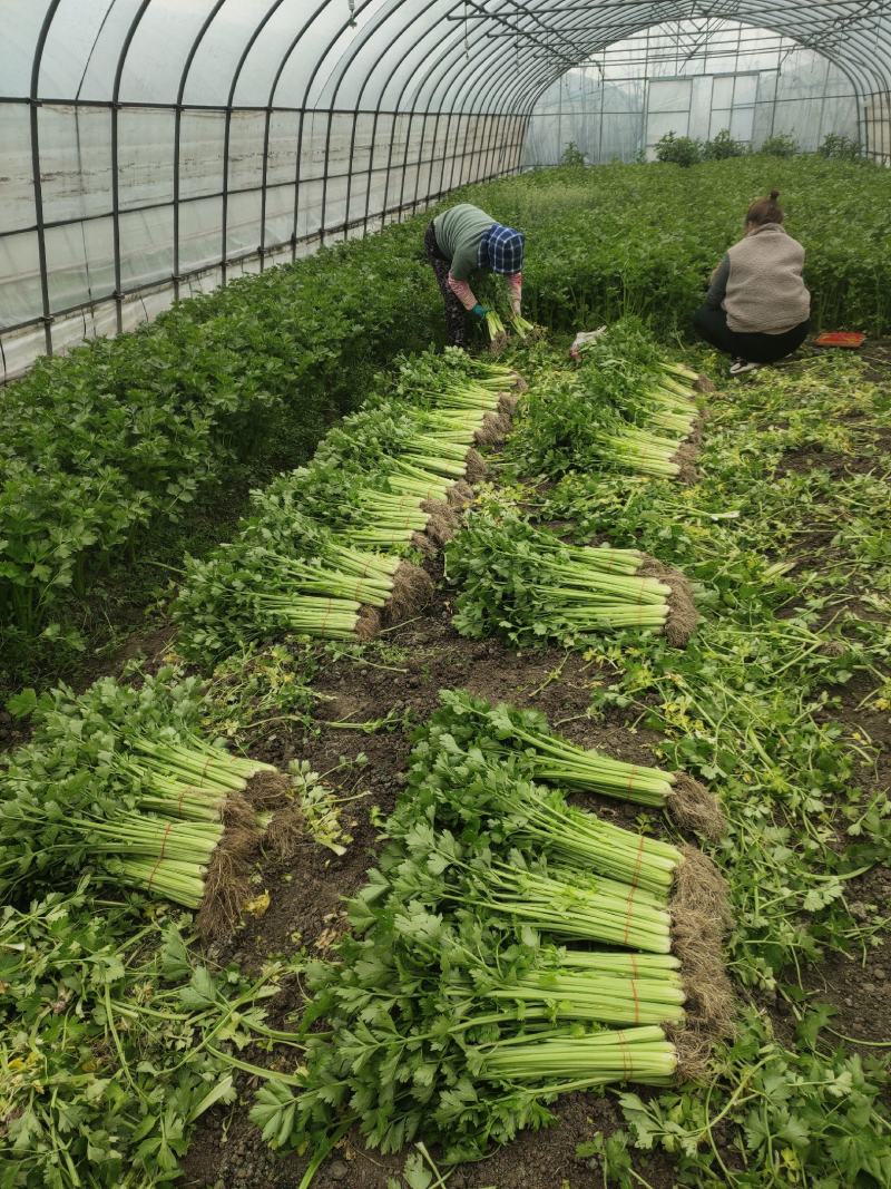 黄瓜青菜生菜鸡毛菜白菜芹菜地头价无中间商赚差价