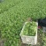 黄瓜青菜生菜鸡毛菜白菜芹菜地头价无中间商赚差价