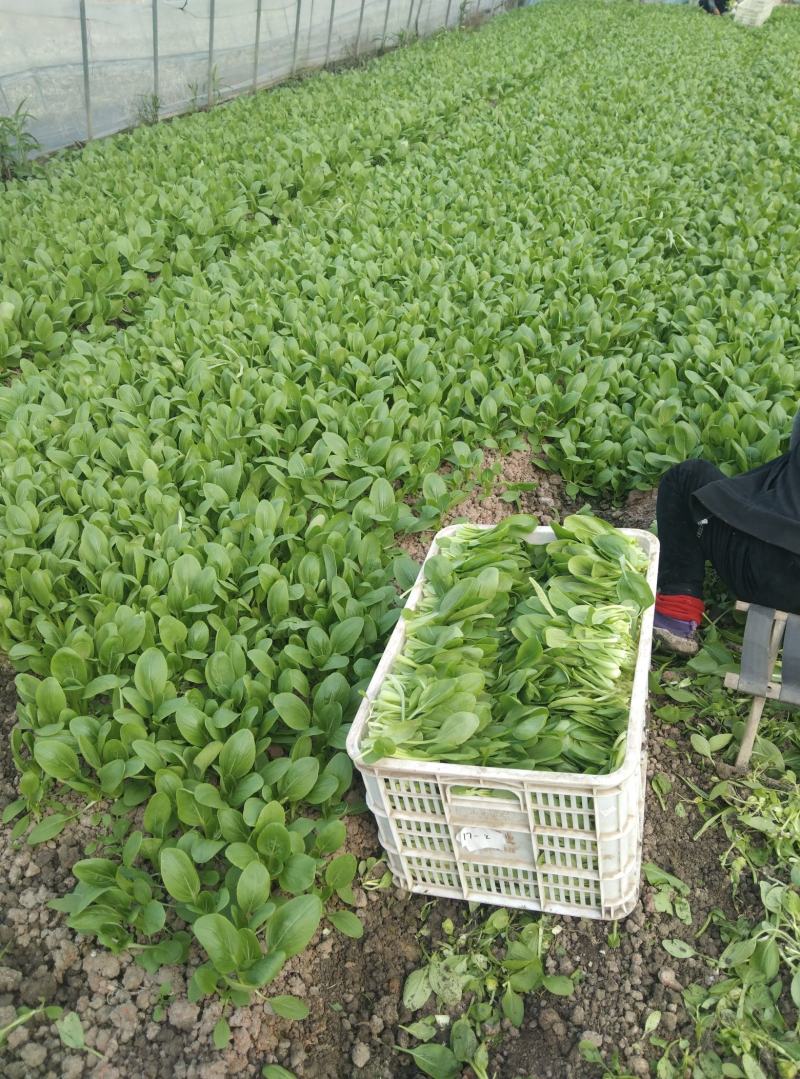 黄瓜青菜生菜鸡毛菜白菜芹菜地头价无中间商赚差价