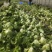 黄瓜青菜生菜鸡毛菜白菜芹菜地头价无中间商赚差价