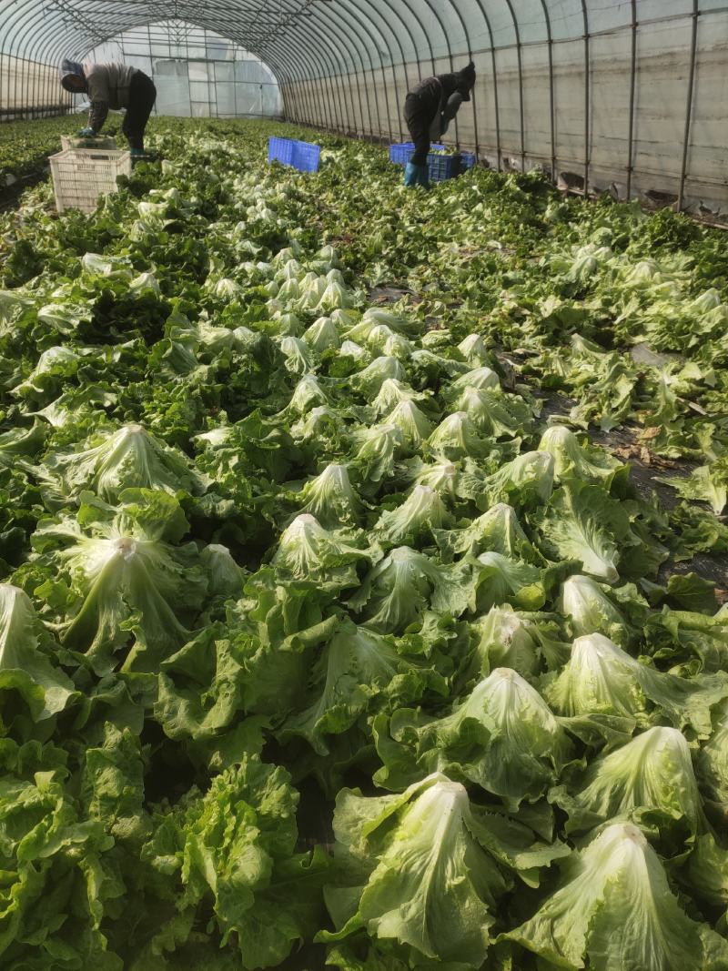 黄瓜青菜生菜鸡毛菜白菜芹菜地头价无中间商赚差价