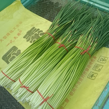 精品红帽蒜薹干苔不泡水，全长80，专业代发办，诚信经营