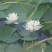 睡莲，普通和精品，发芽开花成活率特高，可自家公园河道，