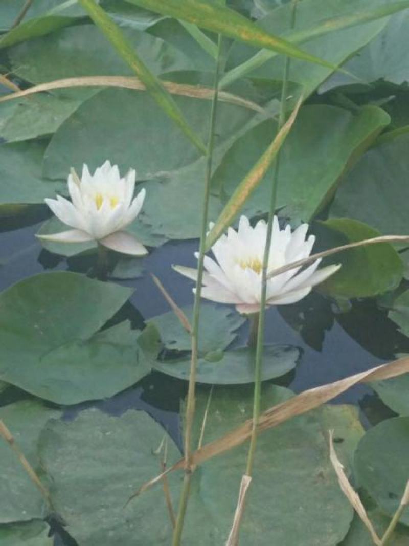 睡莲，普通和精品，发芽开花成活率特高，可自家公园河道，