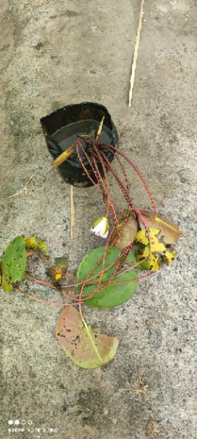 睡莲，普通和精品，发芽开花成活率特高，可自家公园河道，