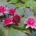 睡莲，普通和精品，发芽开花成活率特高，可自家公园河道，