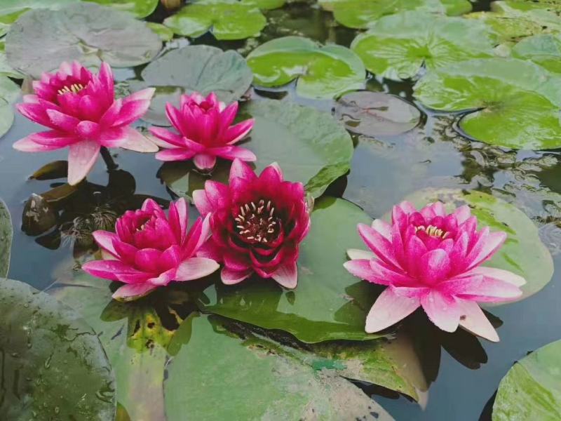 睡莲，普通和精品，发芽开花成活率特高，可自家公园河道，
