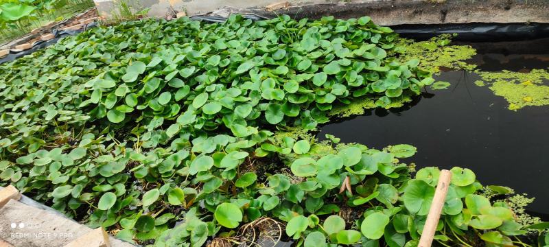 睡莲，普通和精品，发芽开花成活率特高，可自家公园河道，