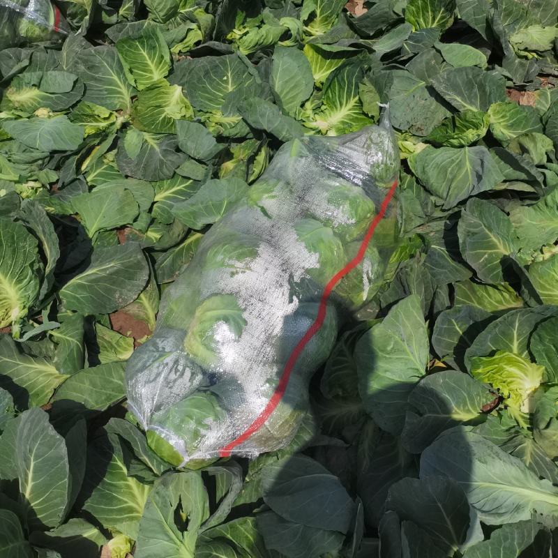 包菜甘蓝大量有货，产地直达。欢迎各位新老顾客致电