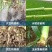 先正达适乐时升级版红翠影红颜色咯菌腈根腐病立枯病拌种种衣