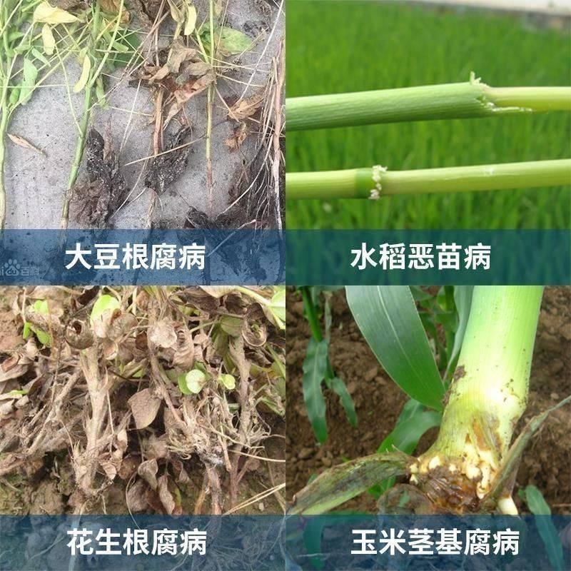 先正达适乐时升级版红翠影红颜色咯菌腈根腐病立枯病拌种种衣