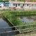 生态浮岛，净化水质美化环境，净化污水，臭水沟子河道