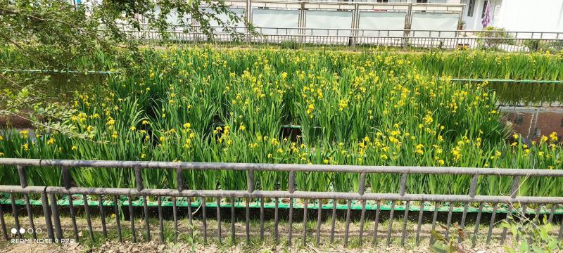 生态浮岛，净化水质美化环境，净化污水，臭水沟子河道