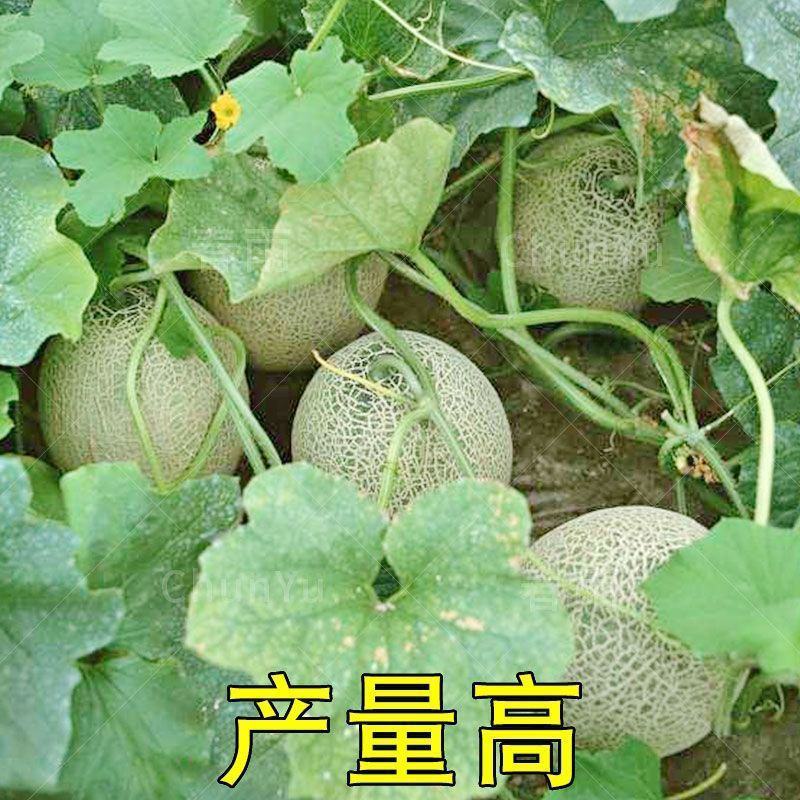 哈蜜瓜种子四季高产水果种籽甜如蜜哈密瓜新疆哈密瓜种子春夏