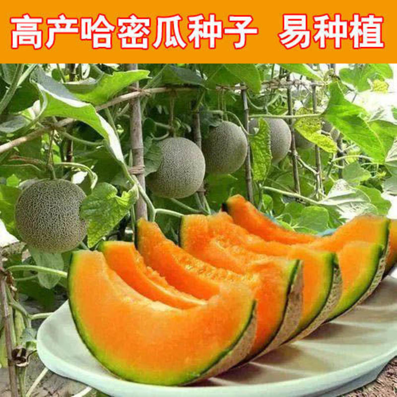 哈蜜瓜种子四季高产水果种籽甜如蜜哈密瓜新疆哈密瓜种子春夏