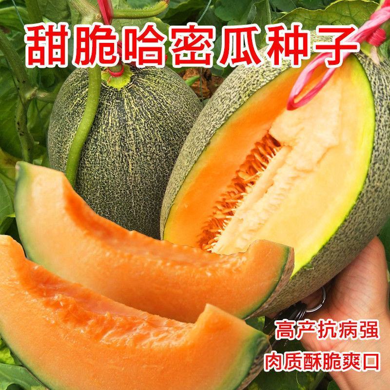哈蜜瓜种子四季高产水果种籽甜如蜜哈密瓜新疆哈密瓜种子春夏