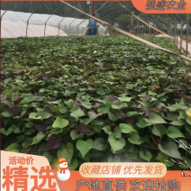 原种地瓜苗红薯苗烟蜜薯苗西瓜红苗六鳌蜜薯苗