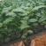 哥伦比亚热情果苗甜蜜蜜百香果苗热情百香果营养杯苗当年结果