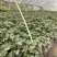 原种地瓜苗红薯苗烟蜜薯苗西瓜红苗六鳌蜜薯苗