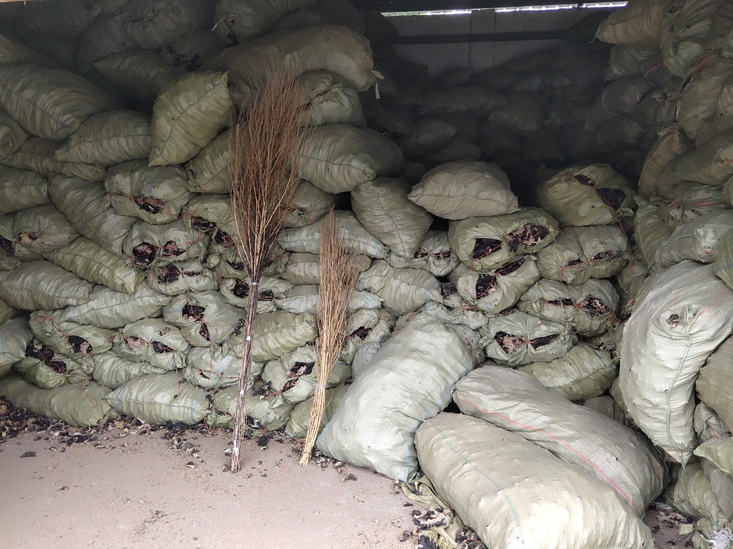 展示不同种类的毛木耳菌种,放置在实验室培养皿中 毛木耳菌种展示图