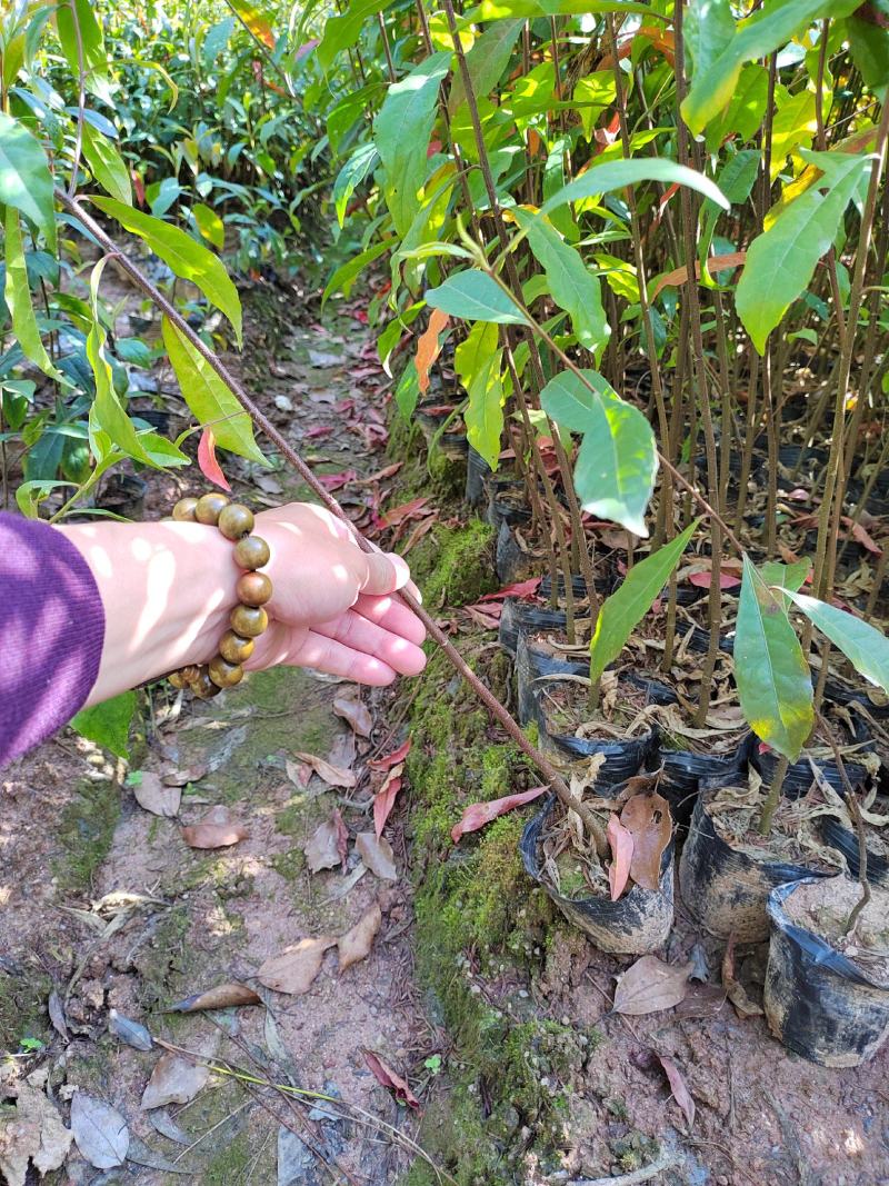 江西杜英苗杜英小苗杜英杯苗营养袋杜英苗大量供应