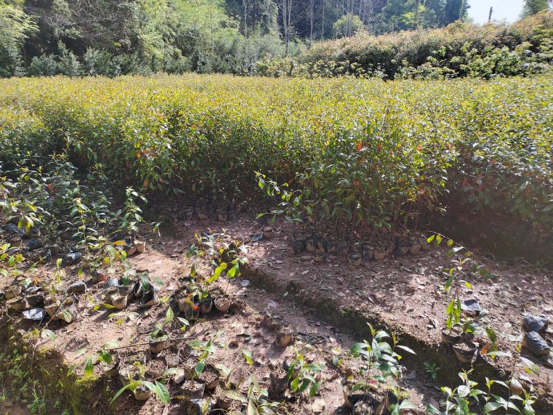 江西杜英苗杜英小苗杜英杯苗营养袋杜英苗大量供应