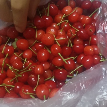 樱桃