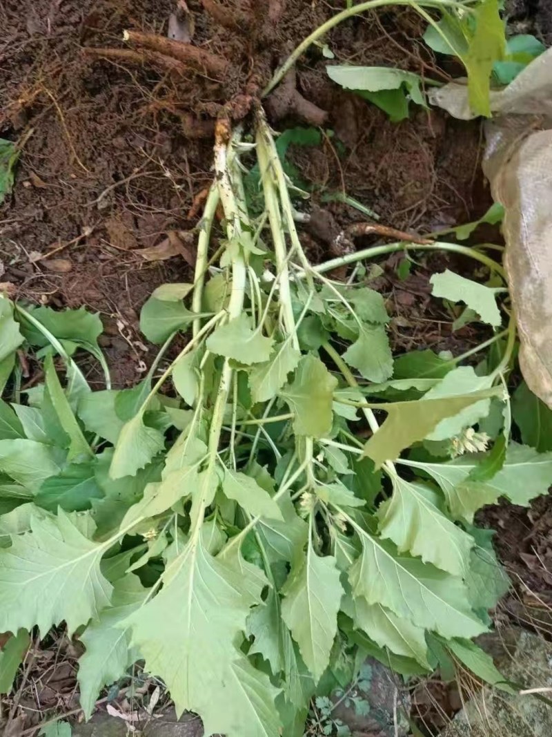 华山参，热参，长年供应大货，有需要的电话沟通