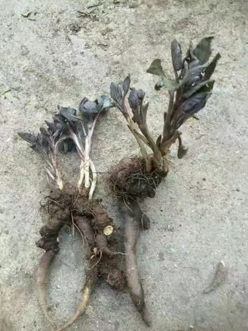 华山参，热参，长年供应大货，有需要的电话沟通
