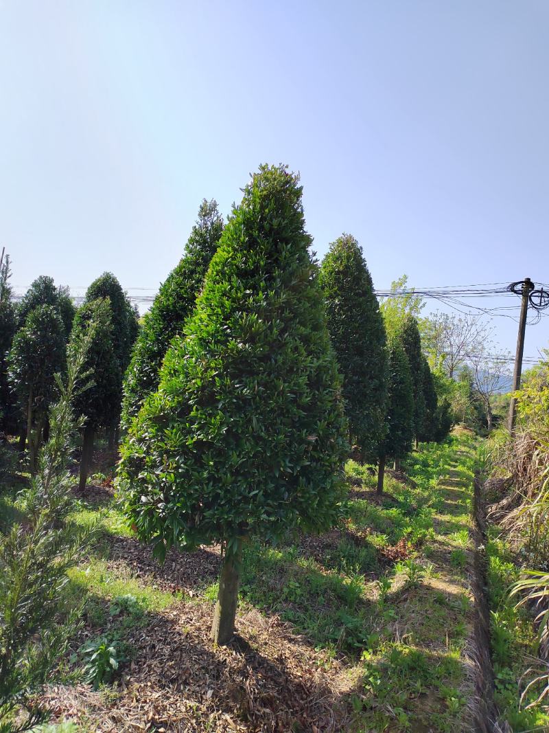 江西竹柏树精品修剪庭院树8-10公分竹柏大量供应可视频