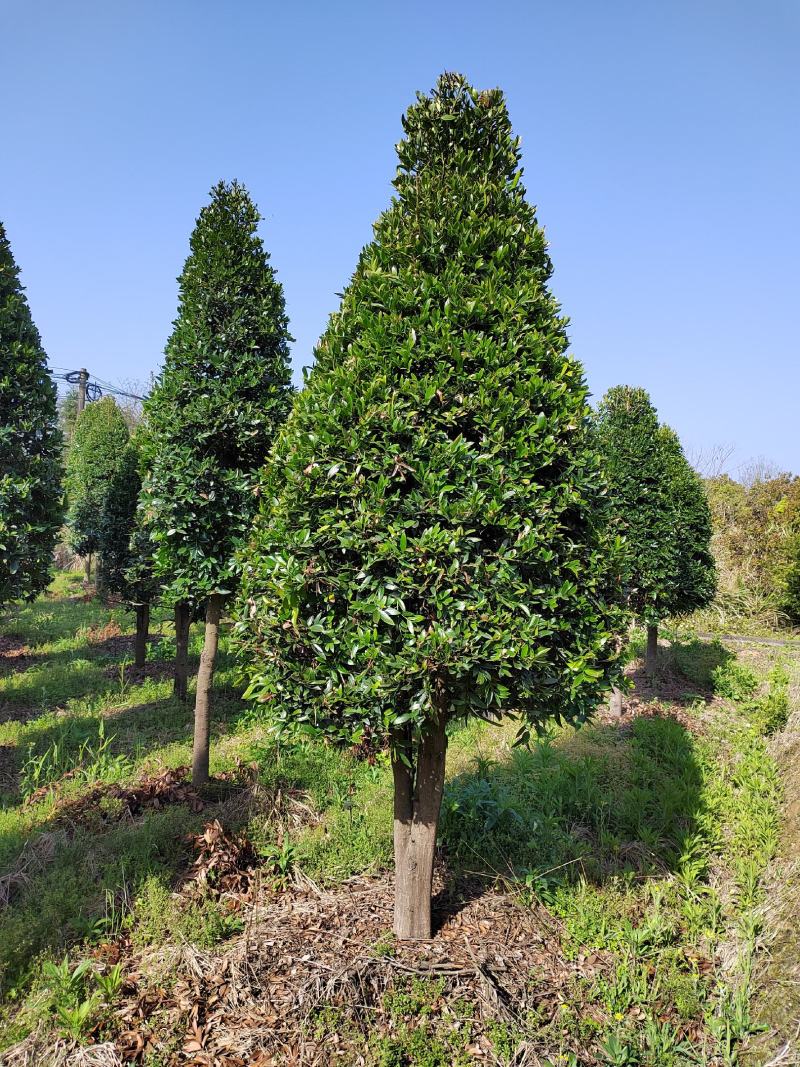 江西竹柏树精品修剪庭院树8-10公分竹柏大量供应可视频
