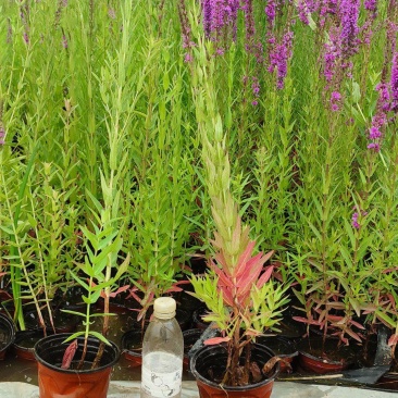 白洋淀各种盆栽水生植物，可种植在河边，公园，人工浮岛上，