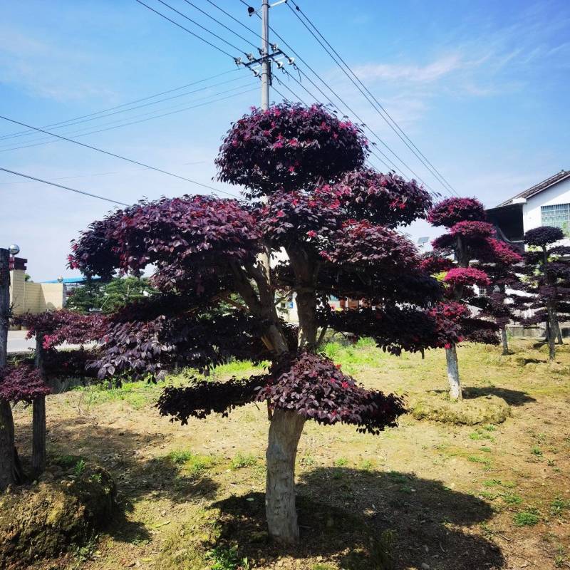 红花檵木桩景规格齐全基地直发视频看货品质保证