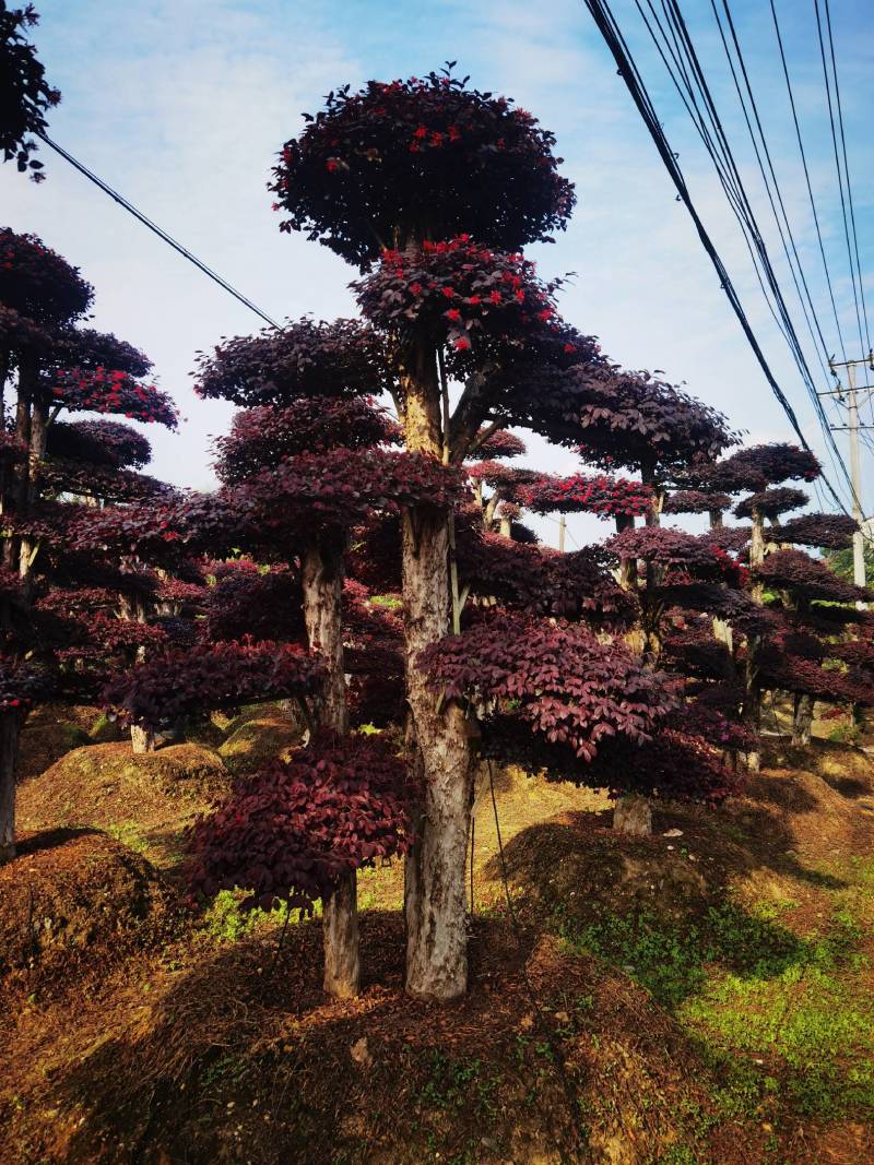 红花檵木桩景规格齐全基地直发视频看货品质保证