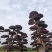 红花檵木桩景规格齐全基地直发视频看货品质保证