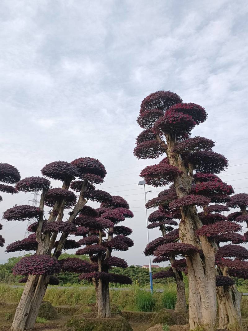 红花檵木桩景规格齐全基地直发视频看货品质保证