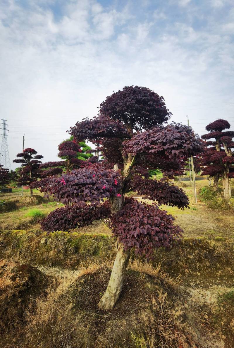 红花檵木桩景规格齐全基地直发视频看货品质保证