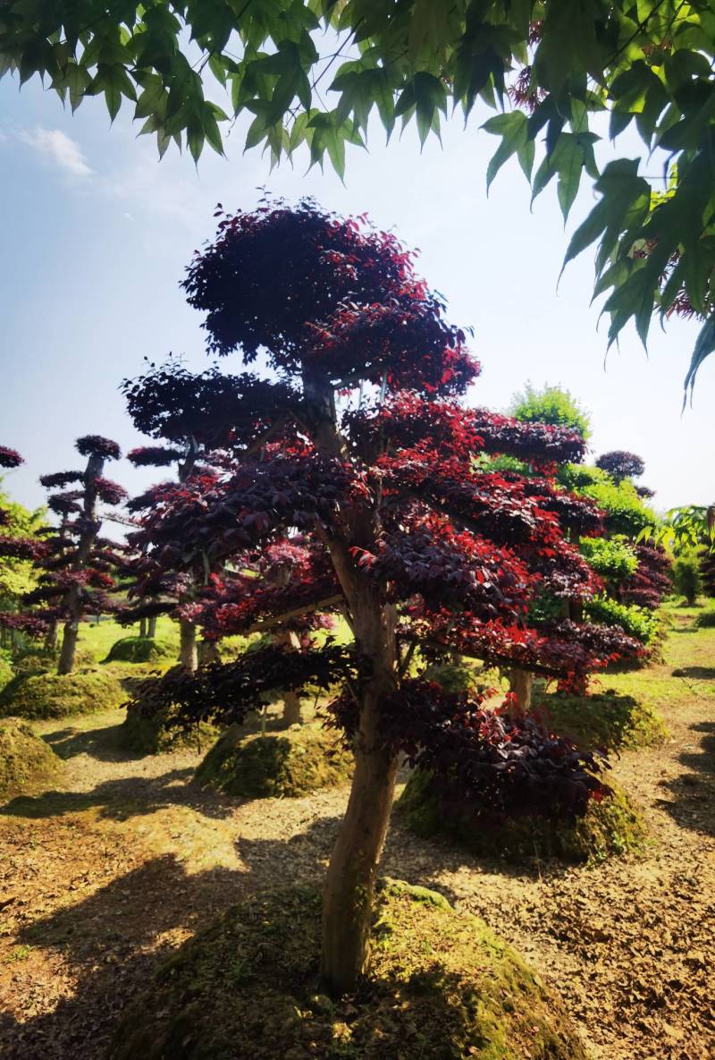 红花檵木桩景规格齐全基地直发视频看货品质保证