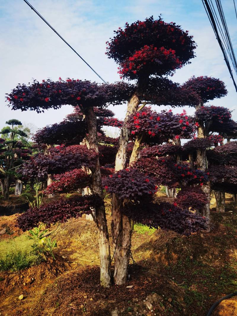 红花檵木桩景规格齐全基地直发视频看货品质保证