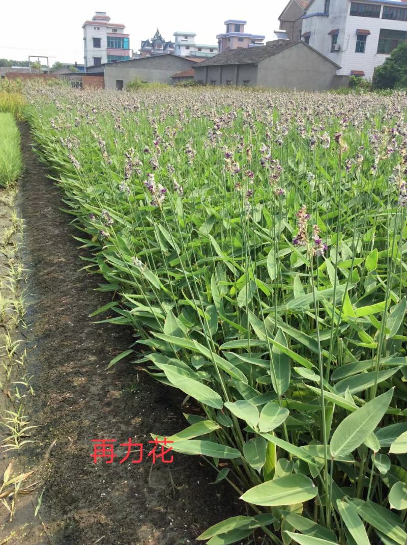 白洋淀各种盆栽水生植物，可种植在河边，公园，人工浮岛上，