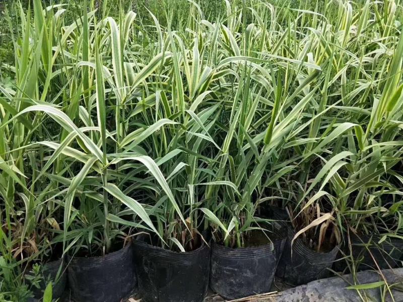 白洋淀各种盆栽水生植物，可种植在河边，公园，人工浮岛上，