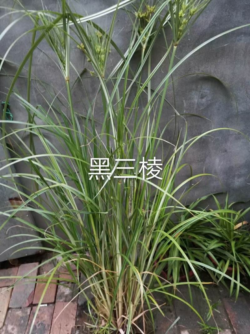白洋淀各种盆栽水生植物，可种植在河边，公园，人工浮岛上，