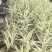 白洋淀各种盆栽水生植物，可种植在河边，公园，人工浮岛上，
