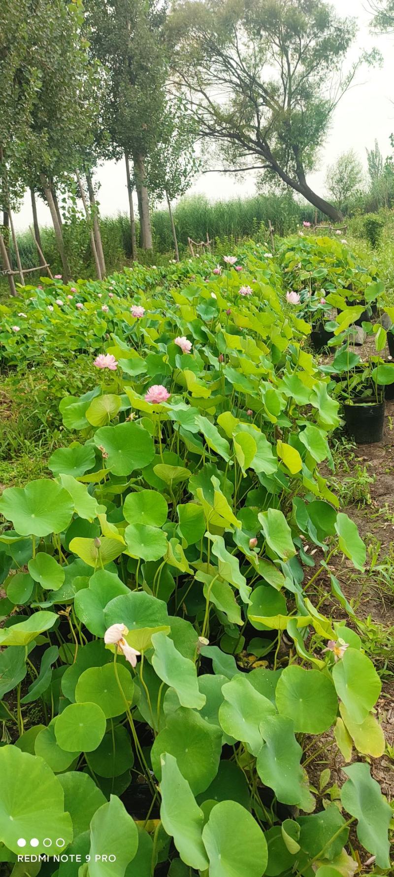 白洋淀各种盆栽水生植物，可种植在河边，公园，人工浮岛上，