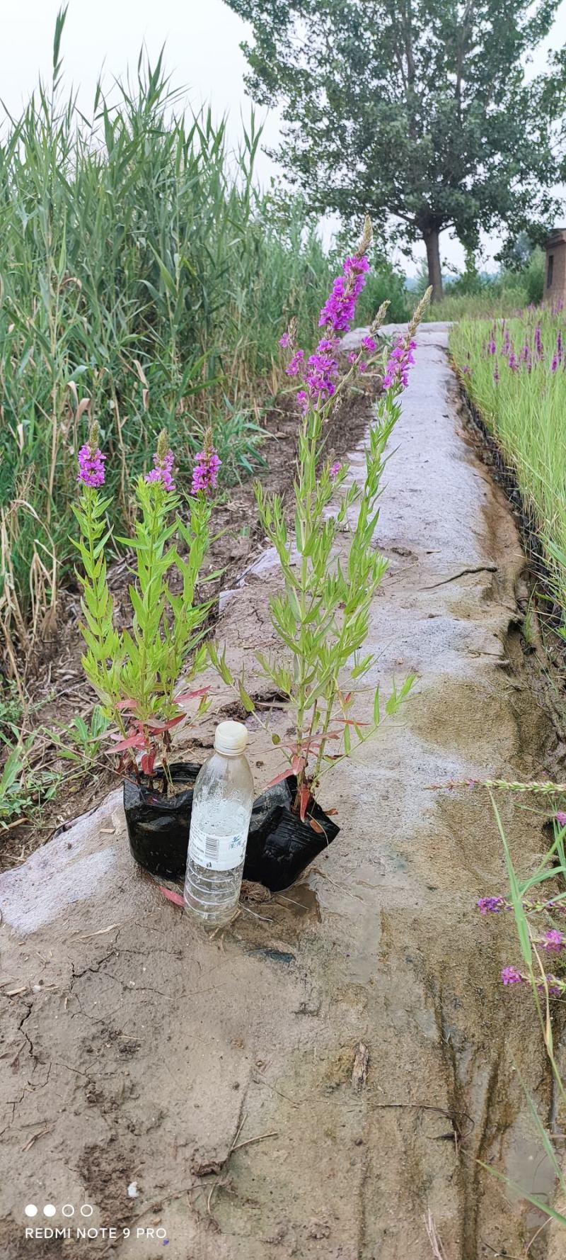 白洋淀各种盆栽水生植物，可种植在河边，公园，人工浮岛上，
